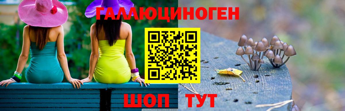 Галлюциногенные грибы Psilocybe Дивногорск